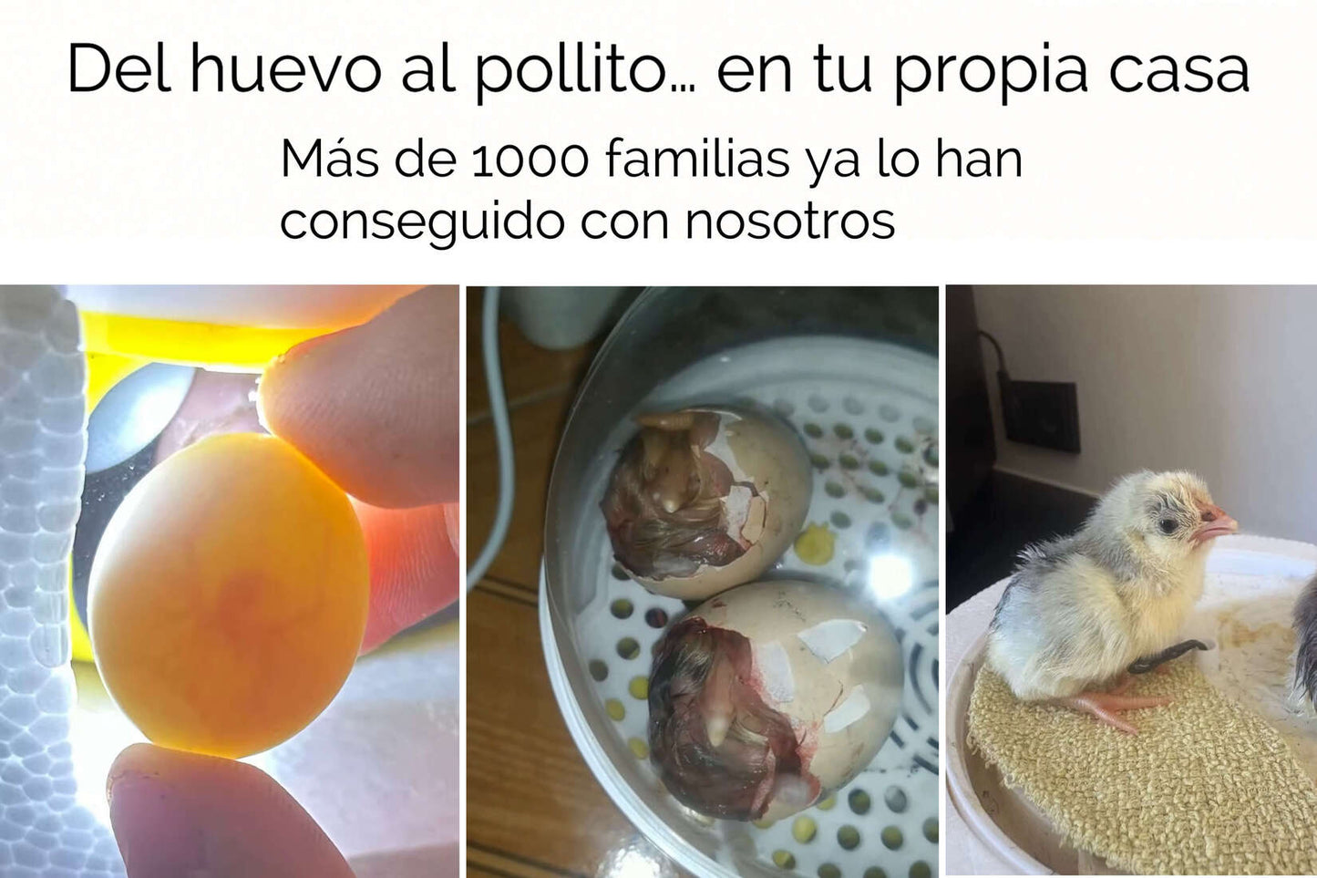 Tu primera incubadora para ver nacer una vida